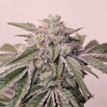 Pink Pie - Karma Genetics