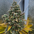 Pink Quavers - Conscious Genetics
