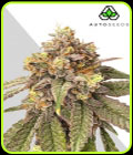 Pink Runtz Auto - Auto Seeds