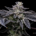 Pink Runtz x Hollywood - Cookies Seed Bank