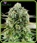 Pink Starburst - Anesia Seeds