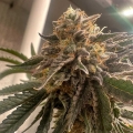 Pink Waferz 2.0 - Conscious Genetics
