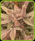 Pink Waferz - Conscious Genetics