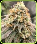 Pinkz - Pheno Finder Seeds