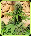 Pixie Punch Auto - Freedom of Seeds