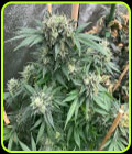 Planet Hulk - Mosca Seeds
