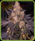 Planet Purple - Archive Seeds