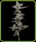 Platinum Affie 78 - Green Bodhi Seeds
