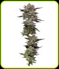 Poddy Mouth - Humboldt Seed Company
