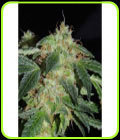 Polar Bear - Karma Genetics