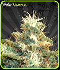 Polar Express - Auto Seeds