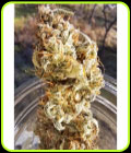 Popesicle Auto - Night Owl Seeds