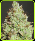 Pornstar Martini - Ultra Genetics