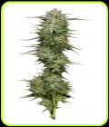 Pound Town Autoflower - Humboldt Seed Company