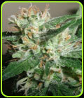 Powdered Peak - Taylor'd Genetics