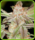 PowerPurps - Sin City Seeds