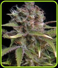 Power Africa - Seedsman Seeds