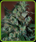 Power Bud - Blackskull Seeds