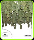 Power Plant - Dutch Passion Seeds