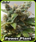 Power Plant - BSB Genetics