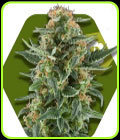 Power Plant XL - Zambeza Seeds