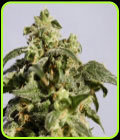 Skunk + - Kannabia Seeds