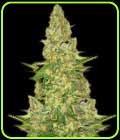 Power VIP - VIP Seeds