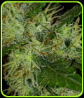 Prana Skunk - Prana Seeds