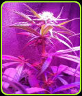 Pranativa - Prana Seeds