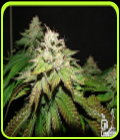 Pre-98 Bubba BX2 - Cali Connection Seeds