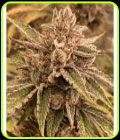 Pre 98 Episode 1 F4 Auto - Night Owl Seeds