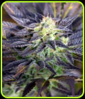 Pretty Wicked - Norstar Genetics