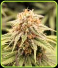 PriZmatic - Humboldt Seed Organisation