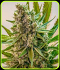 Princess Haze - Brothers Grimm Seeds