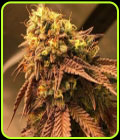 Problem Child F2 - Jinxproof Genetics