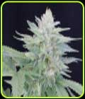 Provolone #21 - Propaganja Seeds