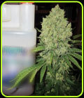 Prozack - Medical Seeds