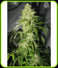 Psycho Crack - SickMeds Seeds