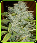 Psychofruit Auto - Cream of the Crop