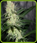Pucker Punch - Jinxproof Genetics