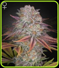Pulp Friction - Green House Seeds