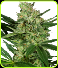 Pumpkin Spice - Sensi Research Seeds