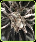 Punch the Cake - The Plug Seedbank
