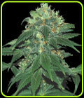 Punky Lion - Samsara Seeds