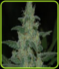 Pure Kush - Original Sensible Seeds