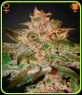 Pure Kush - Green House Seeds