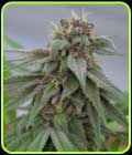Pure Kush - Medicann Seeds