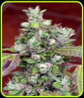 Pure Kush Cookies - Mamiko Seeds