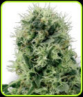Pure Power Plant - White Label Seeds