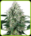 Pure Power Plant Auto - White Label Seeds